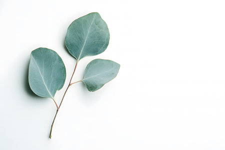 Single Eucalyptus Leaf on a Pure White Background.の素材