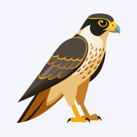 Illustration of a falcon on a white background. Vector illustrationのイラスト素材