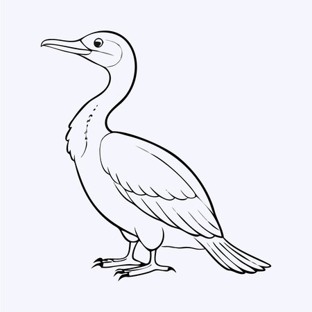 Cormorant. Vector illustration of a cormorant.のイラスト素材