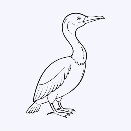 Cormorant. Vector illustration of a cormorant.のイラスト素材