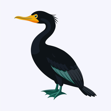 Cormorant. Vector illustration of a cormorant.のイラスト素材