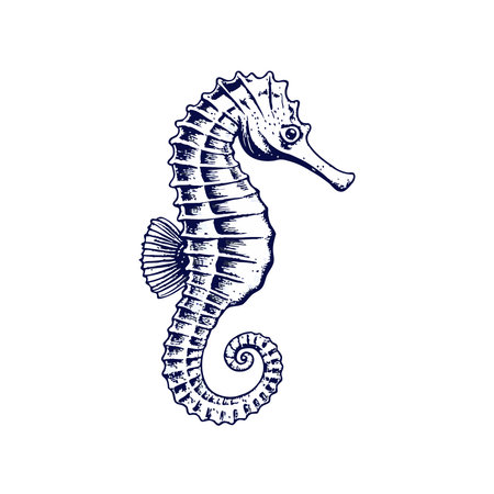 Seahorse icon. Cartoon illustration of Seahorse vector icon for webのイラスト素材