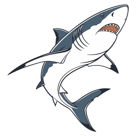 Shark vector illustration isolated on white background. Great white shark icon.のイラスト素材