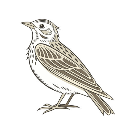 Cute bird skylark isolated on white background. Vector illustration in cartoon style.のイラスト素材