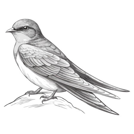 swallow bird cartoon icon over white background. colorful design. vector illustrationのイラスト素材