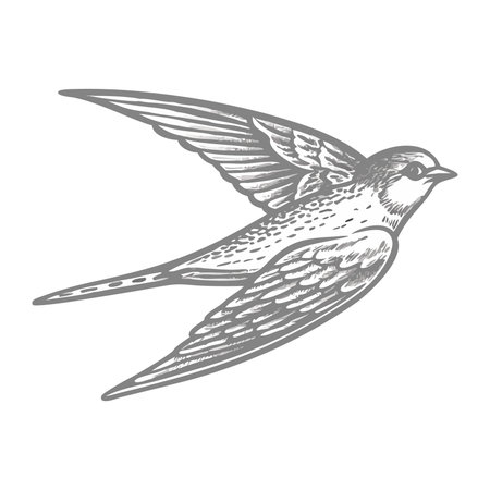 swallow bird cartoon icon over white background. colorful design. vector illustrationのイラスト素材