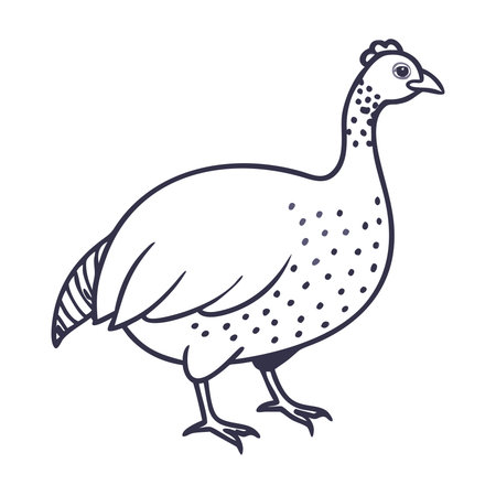 guineafowl isolated on white background. Vector illustration in flat style.のイラスト素材