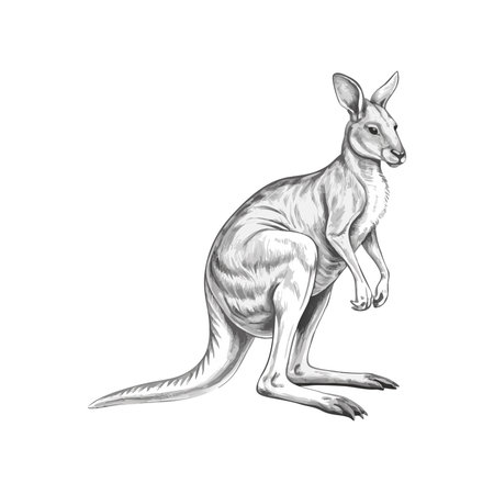 Kangaroo flat icon isolated on white background. Kangaroo vector illustration.のイラスト素材