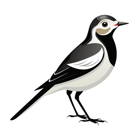 Magpie bird wagtail isolated on white background. Vector illustration in flat style.のイラスト素材