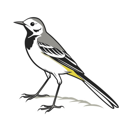 Magpie bird wagtail isolated on white background. Vector illustration in flat style.のイラスト素材