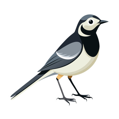 Magpie bird wagtail isolated on white background. Vector illustration in flat style.のイラスト素材