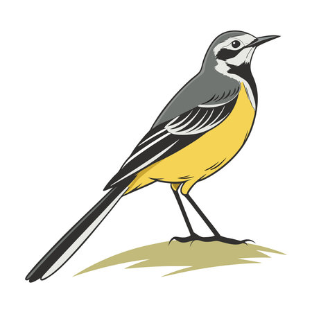Magpie bird wagtail isolated on white background. Vector illustration in flat style.のイラスト素材