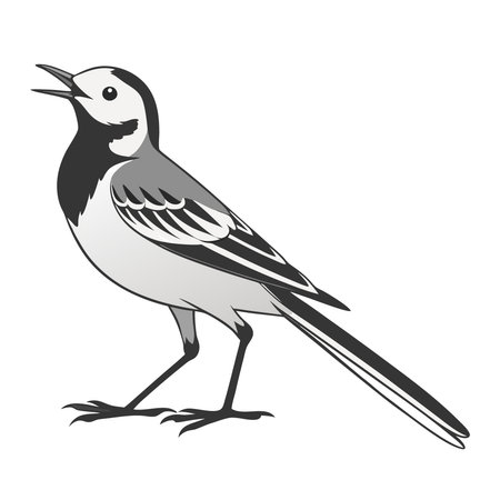 Magpie bird wagtail isolated on white background. Vector illustration in flat style.のイラスト素材