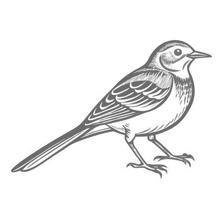 Magpie bird wagtail isolated on white background. Vector illustration in flat style.のイラスト素材
