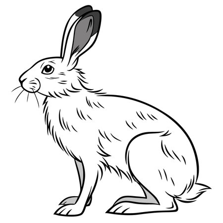 Rabbit on a white background, vector illustration, eps 10のイラスト素材