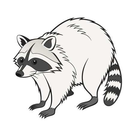 Raccoon. Vector illustration of a raccoon on a white background.のイラスト素材