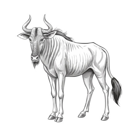Wildebeest animal vector Illustration isolated on a white background.のイラスト素材