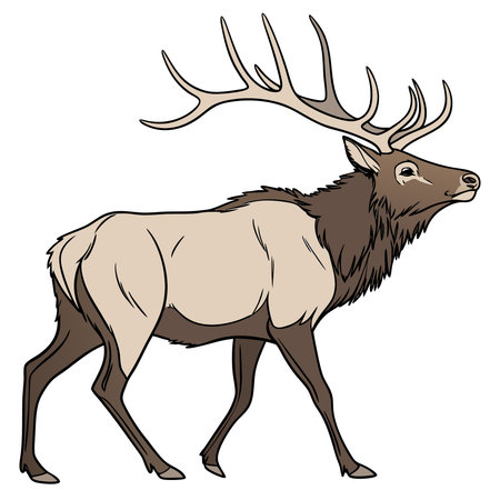 Vector illustration of a big elk isolated on a white background.のイラスト素材
