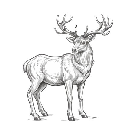 Vector illustration of a big elk isolated on a white background.のイラスト素材