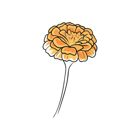 Marigold flower icon. Cartoon illustration of marigold flower vector icon for web designのイラスト素材