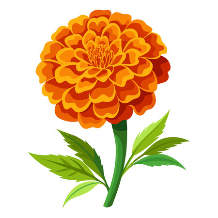 Marigold flower icon. Cartoon illustration of marigold flower vector icon for web designのイラスト素材