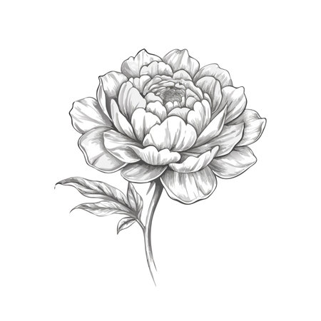 Peony flower icon. Cartoon illustration of peony flower vector icon for web designのイラスト素材