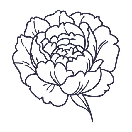 Peony flower icon. Cartoon illustration of peony flower vector icon for web designのイラスト素材