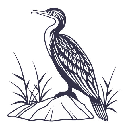 Cormorant isolated on a white background. Vector illustration.のイラスト素材