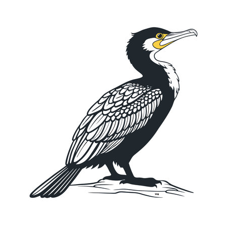 Cormorant isolated on white background. Vector illustration in sketch style.のイラスト素材