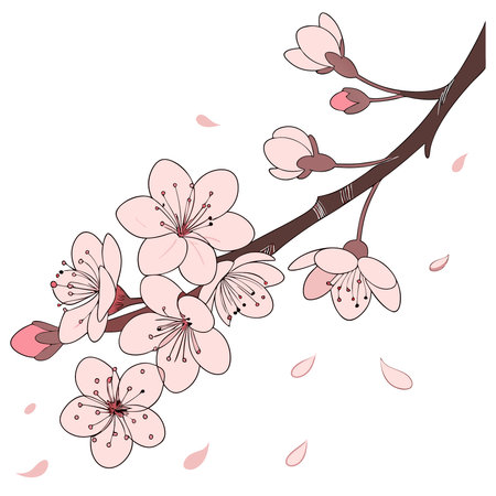 Pink cherry blossom branch. Vector illustration isolated on white background.のイラスト素材