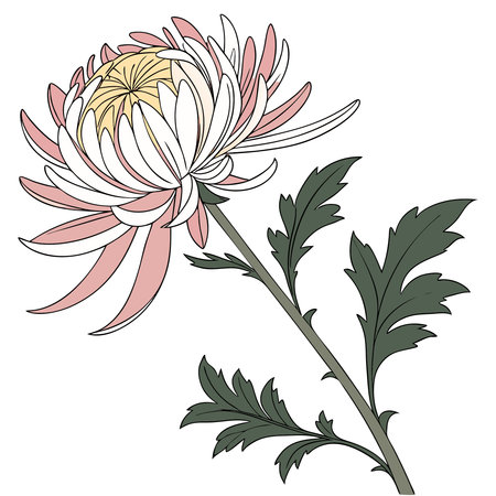 chrysanthemum flower isolated on white background. Vector Illustration.のイラスト素材