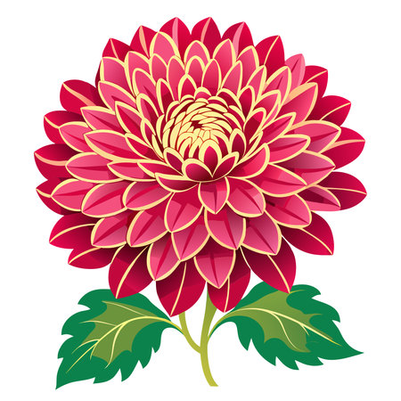 chrysanthemum flower isolated on white background. Vector Illustration.のイラスト素材
