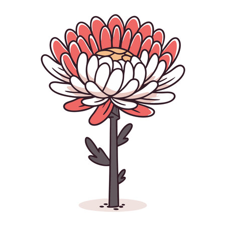 Chrysanthemum flower. Vector illustration on white background.のイラスト素材
