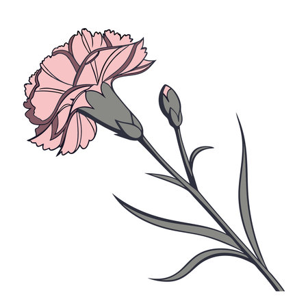 Carnation flower isolated on a white background. Vector illustration.のイラスト素材
