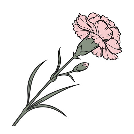 Carnation flower isolated on a white background. Vector illustration.のイラスト素材