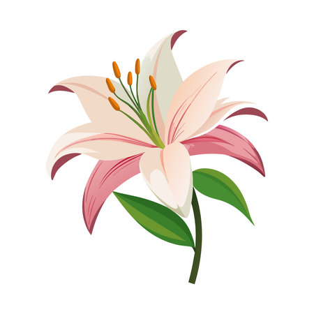 beautiful lily flower icon over white background. colorful design. vector illustrationのイラスト素材