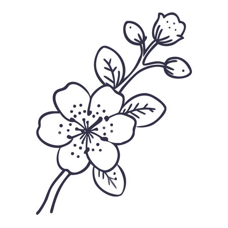 apricot blossom branch on a white background, vector illustration.のイラスト素材