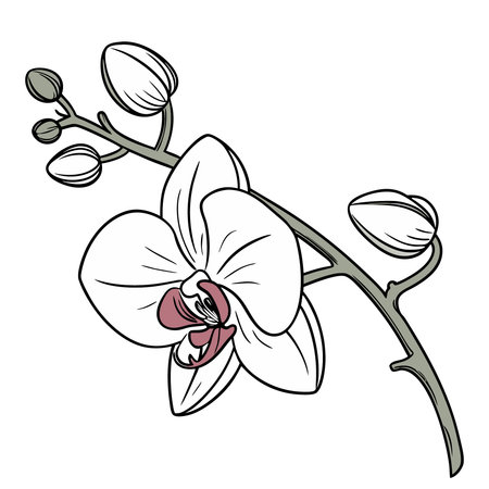 Orchid flower icon. Cartoon illustration of orchid flower vector icon for web designのイラスト素材