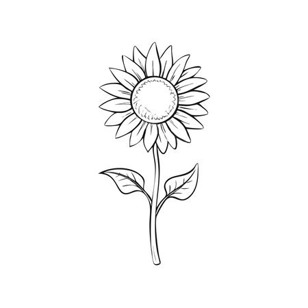 Sunflower icon. Flat illustration of sunflower vector icon for webのイラスト素材