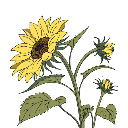 Sunflower icon. Flat illustration of sunflower vector icon for webのイラスト素材