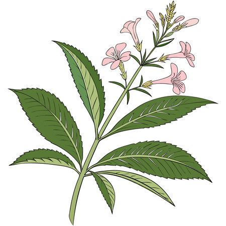 Illustration of a medicinal plant with flowers and leaves on a white backgroundのイラスト素材