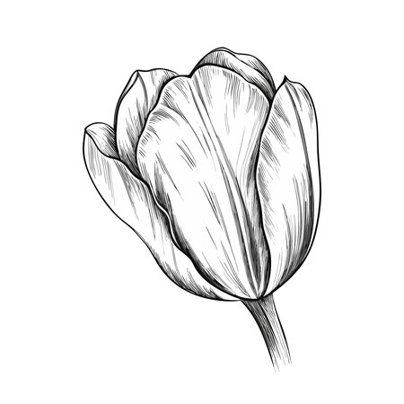 Tulip flower icon. Flat illustration of tulip flower icon for webのイラスト素材