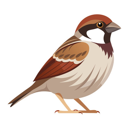 Sparrow isolated on white background. Vector illustration in cartoon style.のイラスト素材