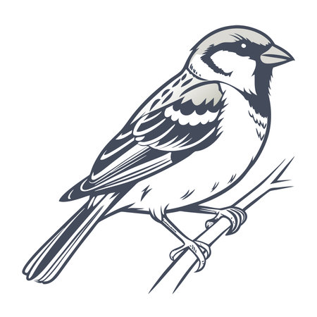 Sparrow on a branch. Vector illustration of a bird.のイラスト素材