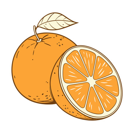 Orange fruit isolated on white background. Vector illustration in doodle style.のイラスト素材