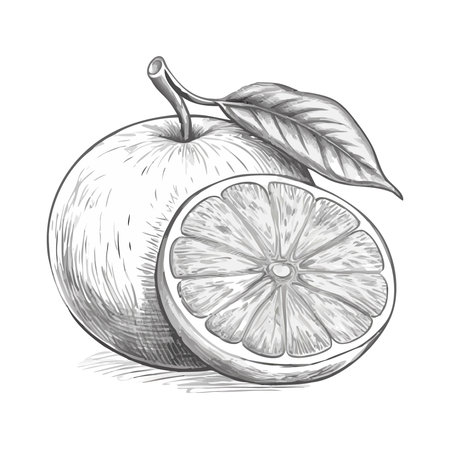 Orange fruit isolated on white background. Vector illustration in doodle style.のイラスト素材