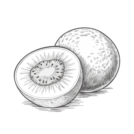 Whole and sliced kiwi fruit. Hand drawn vector illustration.のイラスト素材