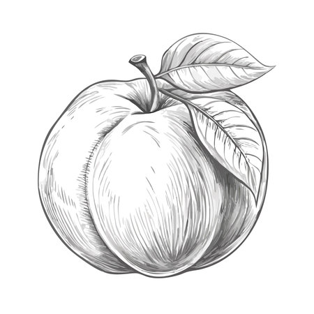 peach icon. Cartoon illustration of peach vector icon for webのイラスト素材