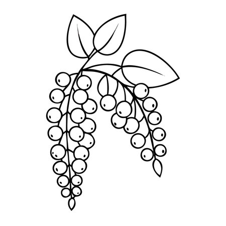 Wisteria flowers isolated on a white background. Vector illustration.のイラスト素材