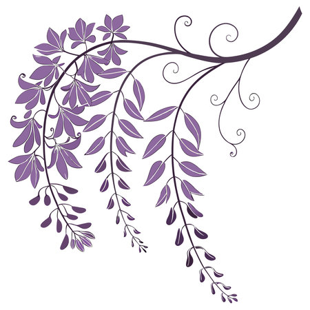 Wisteria flowers isolated on a white background. Vector illustration.のイラスト素材